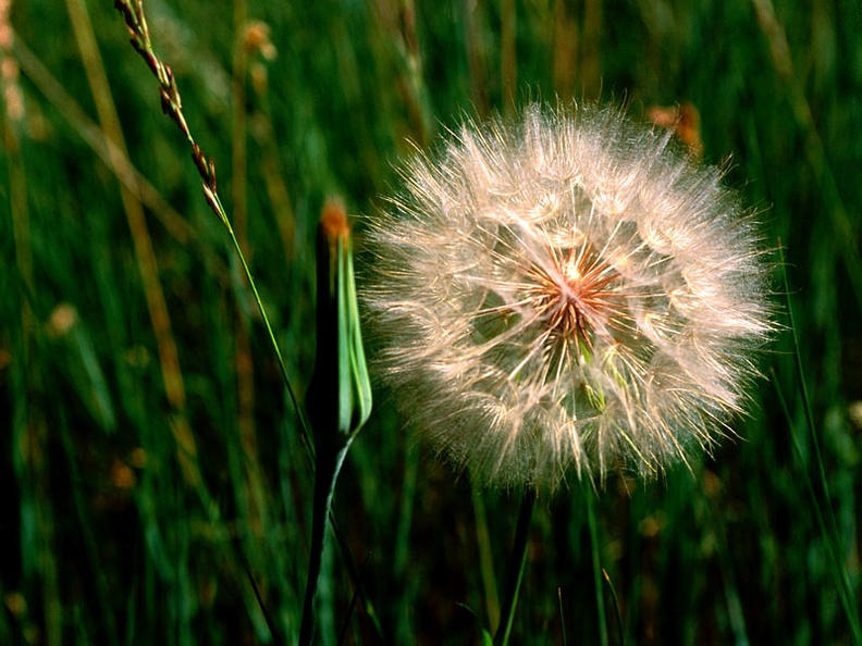 In the Sun, Dandelions, New Mexico